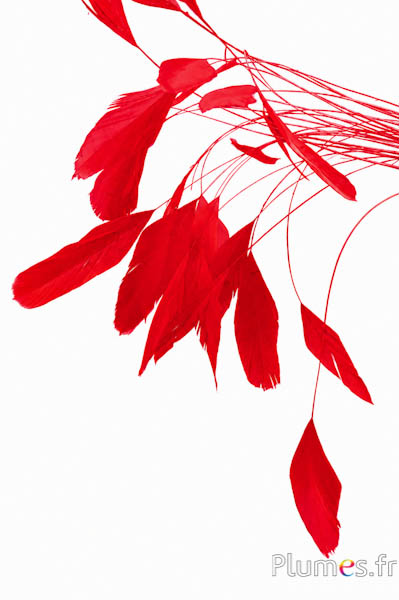 Coquetips - 13-18 cm - rood